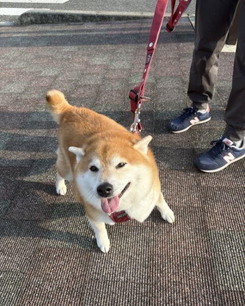 可愛いワンちゃんに遭遇！！
